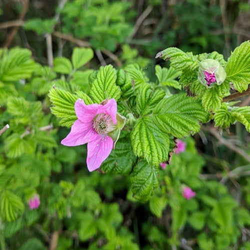 Salmonberry — Bild 4