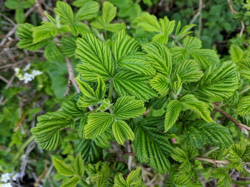 Salmonberry — Bild 3