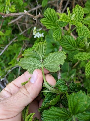 Salmonberry — Bild 2