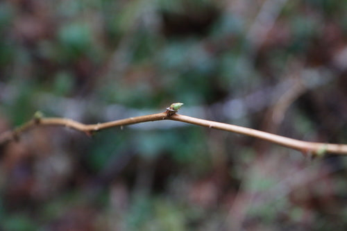 Salmonberry — Bild 5
