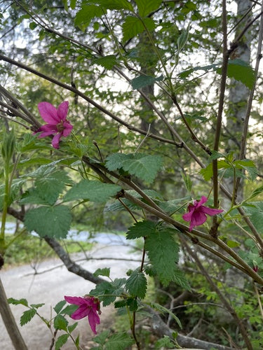 Salmonberry — foto 1 di 8