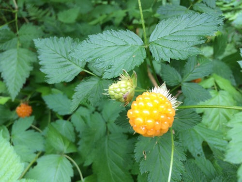 Salmonberry — Bild 1