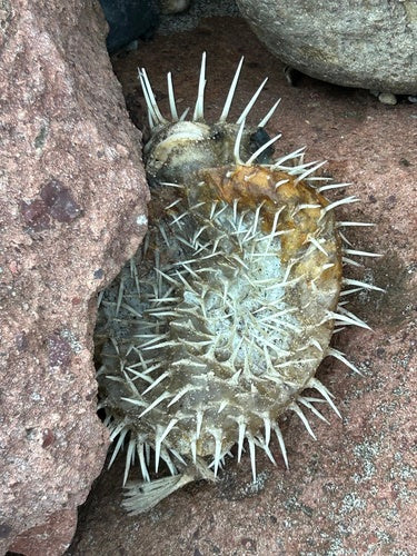 Pesce istrice dalla spina lunga — Bild 2
