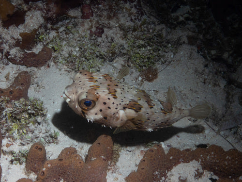 Pesce istrice dalla spina lunga — Bild 3