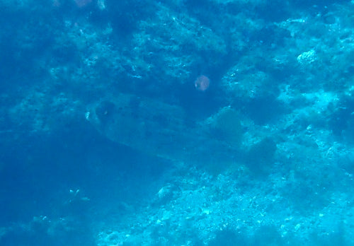 Pesce istrice dalla spina lunga — Bild 1