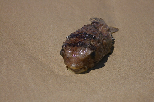 Pesce istrice dalla spina lunga — Bild 5