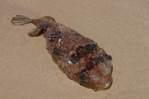 Pesce istrice dalla spina lunga — Bild 4