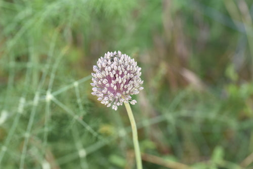 Porro — Bild 1