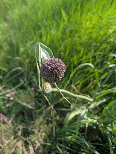 Porro — foto 5 di 11