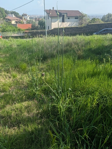 Porro — foto 4 di 11