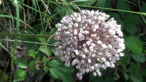 Porro — Bild 4