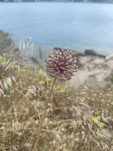 Porro — Bild 2