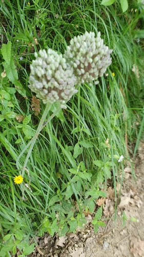 Porro — Bild 3