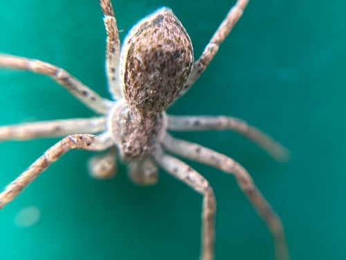 Specie di ragni che corrono — Bild 5