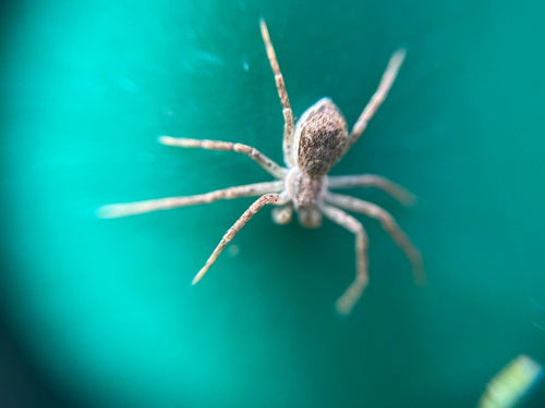 Specie di ragni che corrono — Bild 4