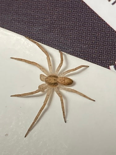 Specie di ragni che corrono — Bild 3