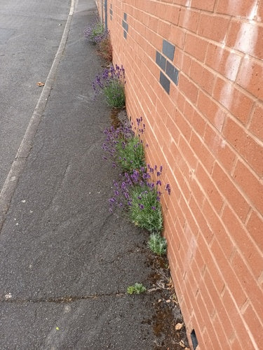lavanda — Bild 2