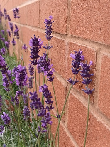 lavanda — Bild 4