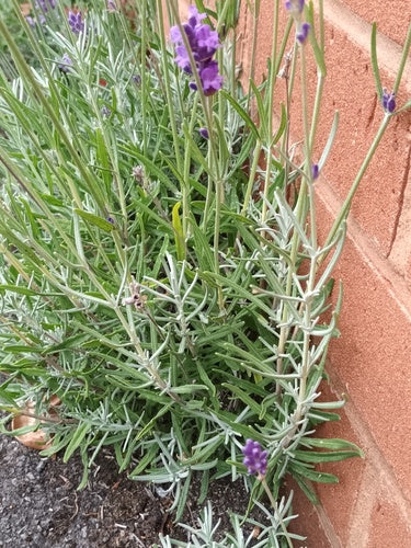 lavanda — Bild 3