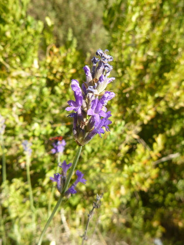 lavanda — Bild 4