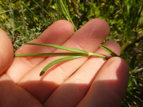 lavanda — Bild 5