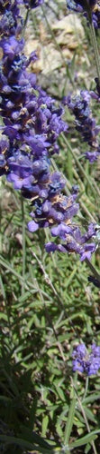 lavanda — Bild 1