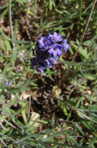Lavendel - Bild 2