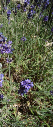 lavanda — Bild 3