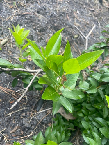 Erica lavanda — Bild 4