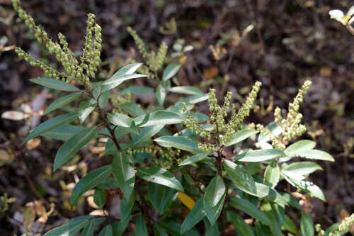 Erica lavanda — Bild 3
