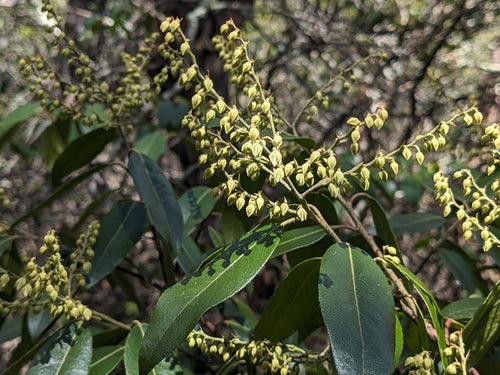 Erica lavanda — Bild 2