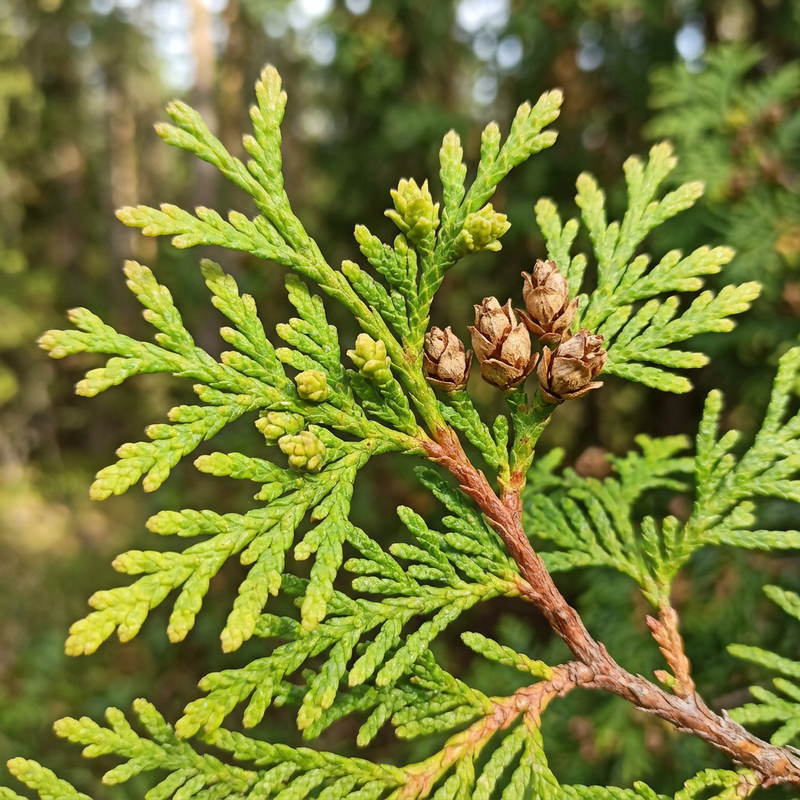 Albero della vita (Thuja), illustrazione IA