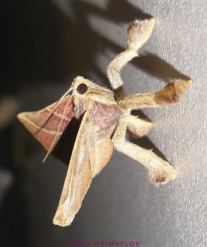 Naturaufnahme - Bild 7