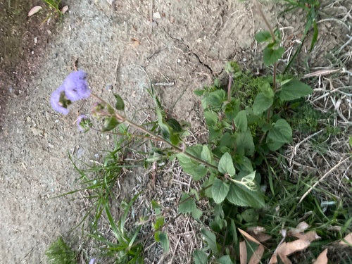 Balsamo per il fegato — Bild 5