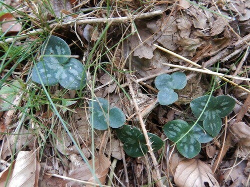 Epatiche — Bild 1