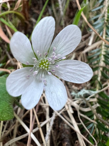 Epatiche — foto 3 di 9
