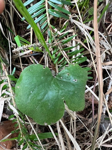 Epatiche — foto 2 di 9