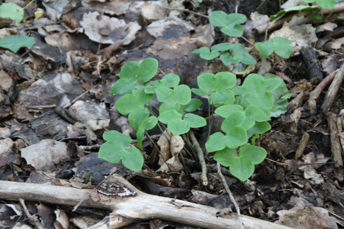 Epatiche — Bild 2