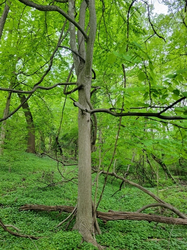 Albero di pan di zenzero — Bild 1