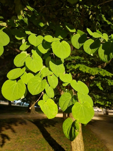 Albero di pan di zenzero — Bild 5