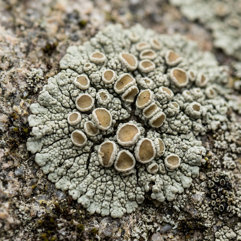 Lichene Lecanora (Lecanora), illustrazione IA