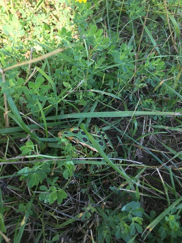 Rana leopardo — Bild 4