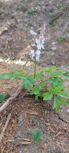 Larkspur — Bild 2