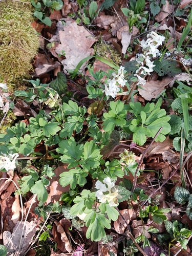 Larkspur — foto 4 di 9