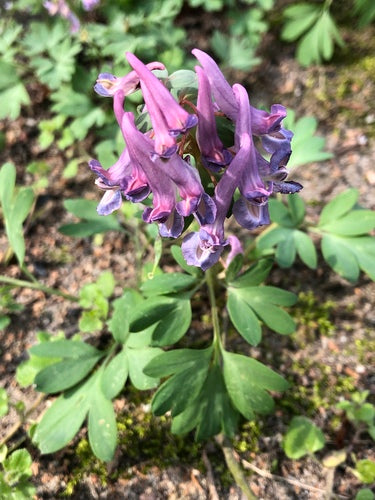 Larkspur — foto 3 di 9