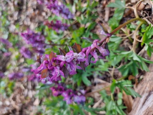 Larkspur — Bild 5