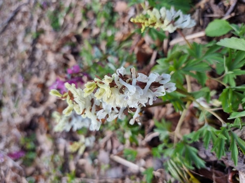 Larkspur — Bild 4