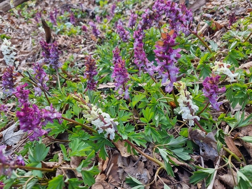 Larkspur — Bild 3