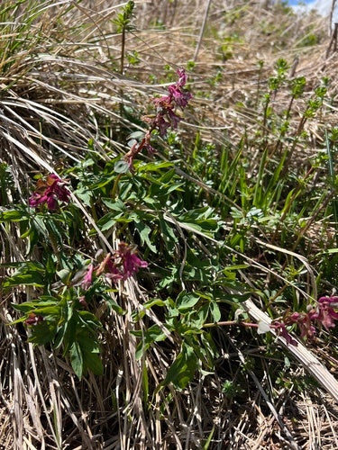 Larkspur — foto 5 di 9