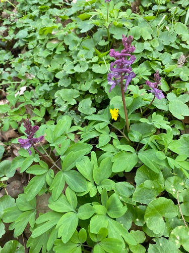 Larkspur — foto 2 di 9
